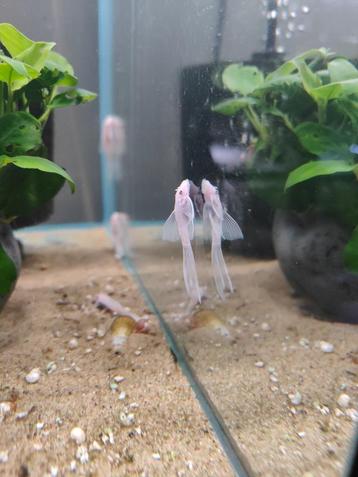 Ancistrus Snow White Longfin  beschikbaar voor biedingen