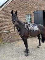 Ervaren en gevoelige sportpony – Wodka Lime (KWPN, 1.569 m), Dieren en Toebehoren, Paarden, Merrie, Minder dan 160 cm, Gechipt