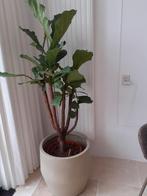Grote ficus lyrata kamerplant Inc japandi crème/beige pot, Groene kamerplant, Ophalen, Ficus, 150 tot 200 cm