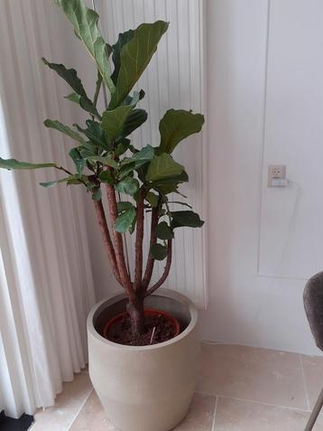 Grote ficus lyrata kamerplant Inc japandi crème/beige pot beschikbaar voor biedingen