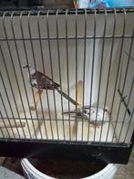 Mooie diamant duiven, Meerdere dieren