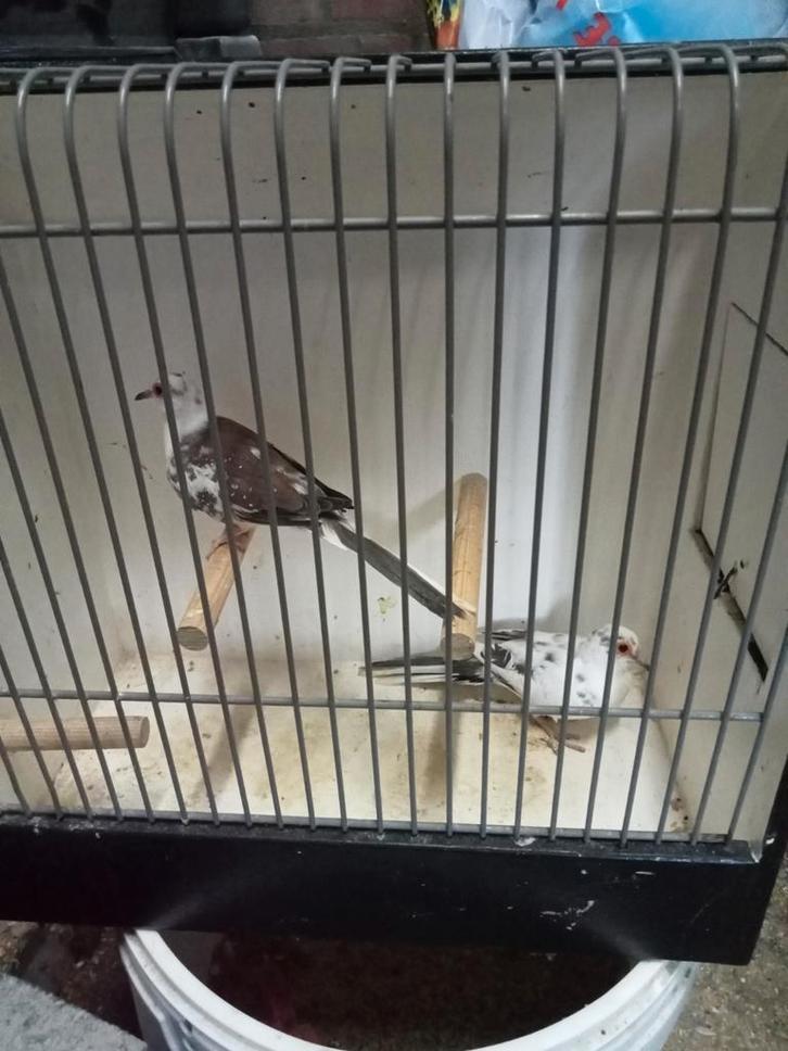 Mooie diamant duiven, Dieren en Toebehoren, Vogels | Overige Vogels, Meerdere dieren