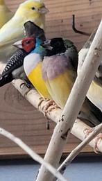 Gouldamadine vrouwtje zkpb, Dieren en Toebehoren, Vogels | Overige Vogels, Vrouwelijk