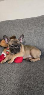 Mooie Franse Bulldog Meisjes - Unieke Kleuren, Dieren en Toebehoren, Rabiës (hondsdolheid), 8 tot 15 weken, Teef, Bulldog