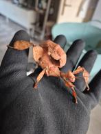 Australische Flappentakken eitjes, Dieren en Toebehoren, Insecten en Spinnen, Wandelende tak