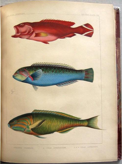 Notes on Japanese Fish 1856 Brevoort - Ichtyologie Vissen, Antiek en Kunst, Antiek | Boeken en Bijbels, Ophalen of Verzenden