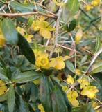 Te koop: Berberis 2 stuks en 2 Mahonia aquifolium, Tuin en Terras, Halfschaduw, Zomer, Overige soorten, Ophalen