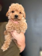 prachtige maltipoo reutje beschikbaar., Overige rassen, 8 tot 15 weken, CDV (hondenziekte), Meerdere