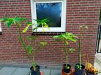 Datura planten te koop, Volle zon, Vaste plant, Zomer, Ophalen