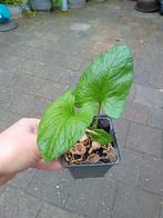 Brave Hendrik, Tuin en Terras, Planten | Tuinplanten, Ophalen, Zomer, Volle zon