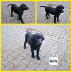 Kruising Labrador x Duitser Staander, Dieren en Toebehoren, Honden | Niet-rashonden, Teef, Meerdere, Middel, Nederland