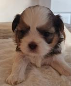 Schitterende raszuivere shih tzu pups, Overige rassen, Teef, Meerdere, Nederland