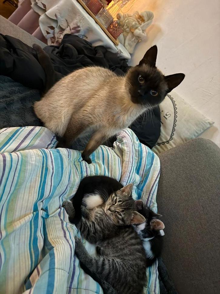 Siameese/cypruse kittens, Dieren en Toebehoren, Katten en Kittens | Overige Katten, Kortharig, Meerdere dieren, 0 tot 2 jaar