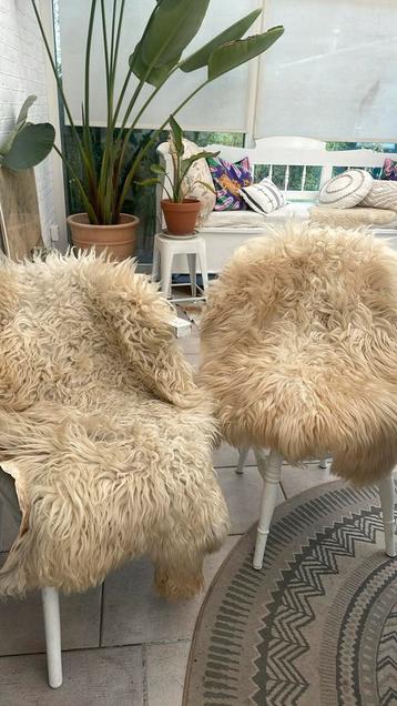 Twee schapenvachten beschikbaar voor biedingen