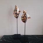 Set tijger parelmoer taupe bruine echte schelpen ornament, Verzamelen, Mineralen en Fossielen, Ophalen of Verzenden, Schelp(en)