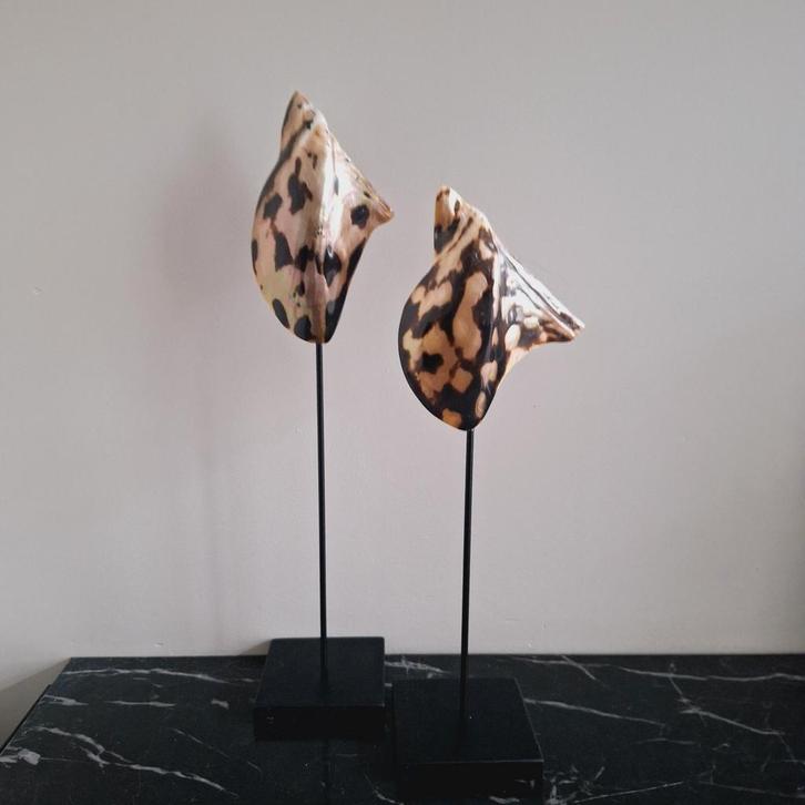 Set tijger parelmoer taupe bruine echte schelpen ornament, Verzamelen, Mineralen en Fossielen, Schelp(en), Ophalen of Verzenden