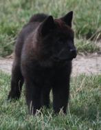 CHOW CHOW PUPS UIT GETESTE OUDERS, Dieren en Toebehoren, CDV (hondenziekte), 8 tot 15 weken, Eén hond, Nederland