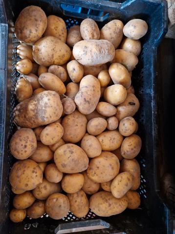 Biologische geteelde frieslander aardappelen  beschikbaar voor biedingen
