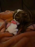 Prachtig pups nog 1 beschikbaar van de 10, Dieren en Toebehoren, Honden | Bulldogs, Pinschers en Molossers, Parvo, 15 weken tot 1 jaar