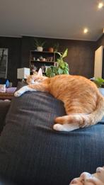 cat sitter, Dieren en Toebehoren, Katten en Kittens | Overige Katten, Poes