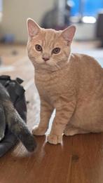Mag direct mee. Britse korthaar katertje met stamboom, Dieren en Toebehoren, Katten en Kittens | Overige Katten, Meerdere dieren