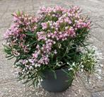 Andromeda polifolie ‘Compacta’, Volle zon, Vaste plant, Zomer, Ophalen