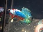 Betta halfmoon, Vis
