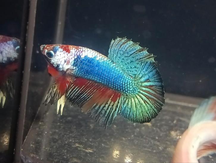Betta halfmoon, Dieren en Toebehoren, Vissen | Aquariumvissen, Vis