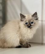 Ragdoll kittens, Meerdere dieren, Ontwormd, 0 tot 2 jaar