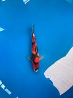 Nnd showa, Karper of Koi