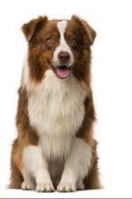 Gezocht herplaatser Border Collie, Teef, Collie, Eén hond, 3 tot 5 jaar