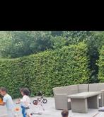 Metershoge beukenhaag ongeveer 13 meter breed, Tuin en Terras, Planten | Struiken en Hagen, Ophalen, Beukenhaag, Haag, 250 cm of meer