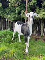 Grote lieve geit, Dieren en Toebehoren, Vrouwelijk, Geit