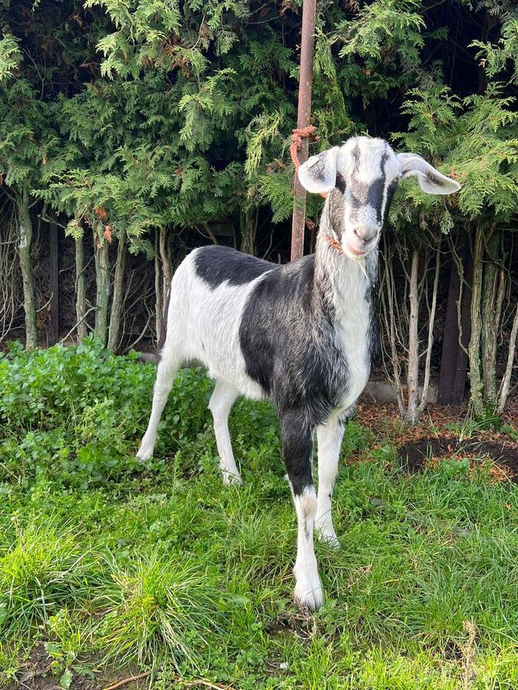 Grote lieve geit, Dieren en Toebehoren, Schapen, Geiten en Varkens, Geit, Vrouwelijk