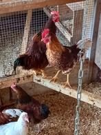 Brabanter hanen 14 weken oud, Dieren en Toebehoren, Pluimvee, Mannelijk, Kip