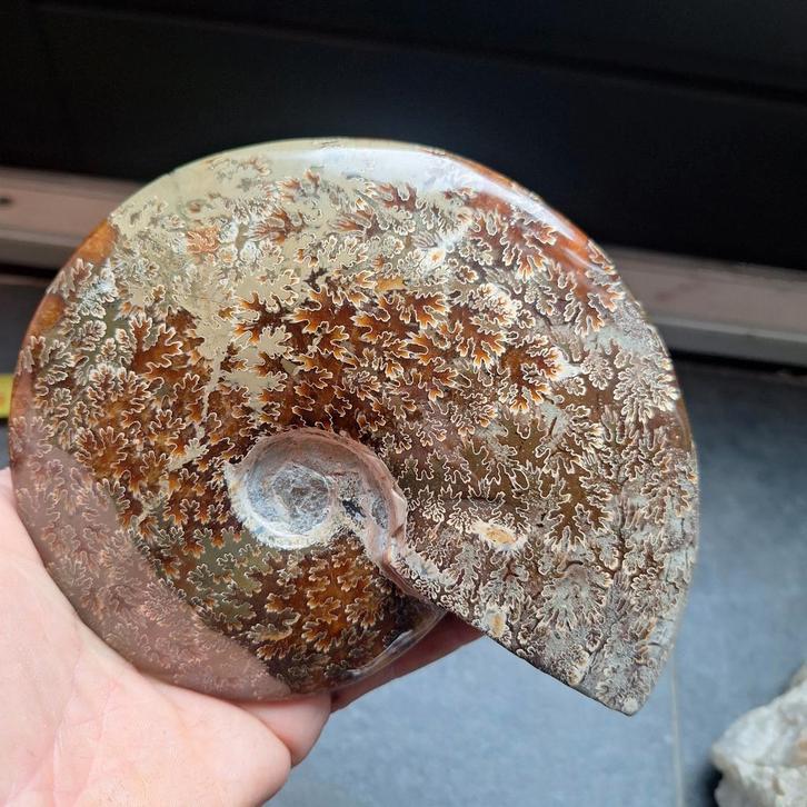 Prachtige Amoniet Fossiel, Verzamelen, Mineralen en Fossielen, Fossiel, Ophalen of Verzenden