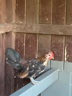 Krielhaan Serama kip, Dieren en Toebehoren, Mannelijk, Kip