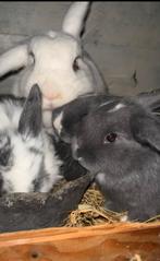 Konijntjes, Dieren en Toebehoren, Meerdere dieren