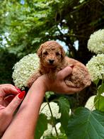 Toy poedel / Dwerg poedel pup‍️ 🐕‍🦺❤️🐾, Poedel, CDV (hondenziekte), 8 tot 15 weken, Meerdere