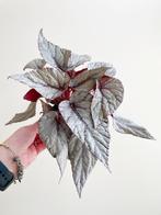 Begonia Rex ‘Arctic Breeze’ stek/stekje, Overige soorten, Minder dan 100 cm, Ophalen of Verzenden, Halfschaduw