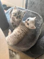 Britse korthaar kittens, Dieren en Toebehoren, Katten en Kittens | Raskatten | Korthaar, Kater, Ontwormd