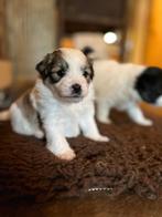 Boomer x mini Sheltie,  5 vrouwtjes 1 man, Rabiës (hondsdolheid), Overige rassen, 8 tot 15 weken, Meerdere
