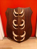 Schild met slagtanden zwijn, jachtkamer, kapstok, Ophalen of Verzenden