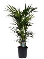 Decorum Kentia Palm, Huis en Inrichting, Kamerplanten, 100 tot 150 cm, Palm, Halfschaduw, Verzenden