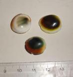 Cabochons Shiva oog Operculum, Verzenden, Gebruikt