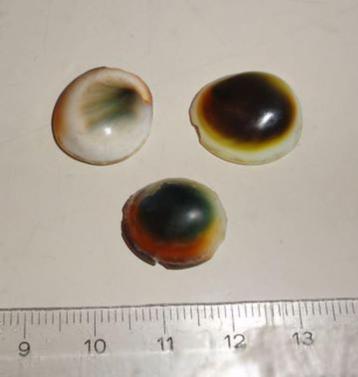Cabochons Shiva oog Operculum beschikbaar voor biedingen