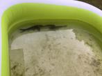 gratis afhalen 3 kois rond 30 cm zwart met zilver, Dieren en Toebehoren, Vis, Zoetwatervis