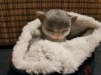 Kitten in mandje, Ophalen of Verzenden, Nieuw, Dier