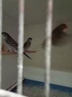 Koppel ceresamedine, Dieren en Toebehoren, Meerdere dieren