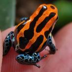 Ranitomeya amazonica 'Blackwater', Dieren en Toebehoren, Reptielen en Amfibieën, Amfibie